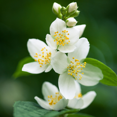 Florals | jasminefloral.png